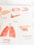 Load image into Gallery viewer, Organs Flashcards