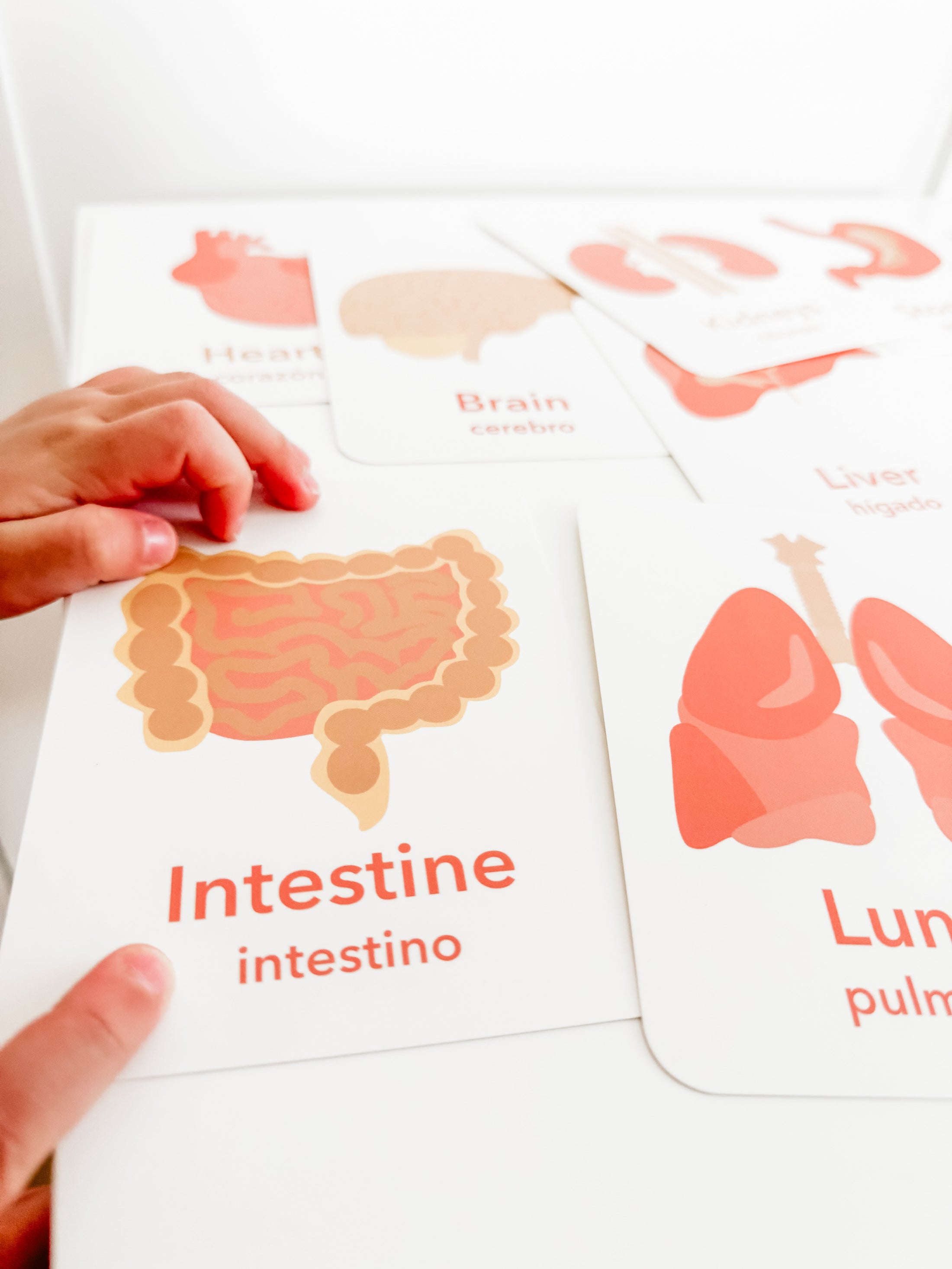 Organs Flashcards