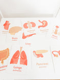 Load image into Gallery viewer, Organs Flashcards