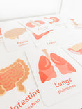 Load image into Gallery viewer, Organs Flashcards